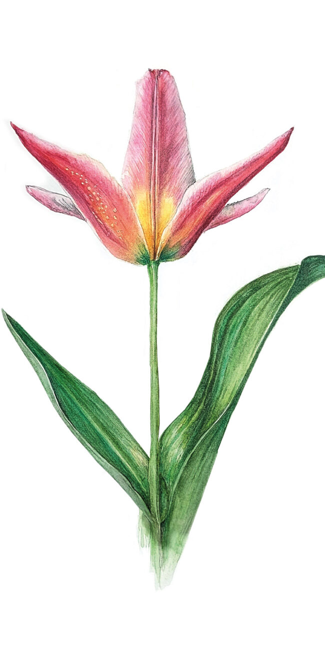 akvarel tulipan