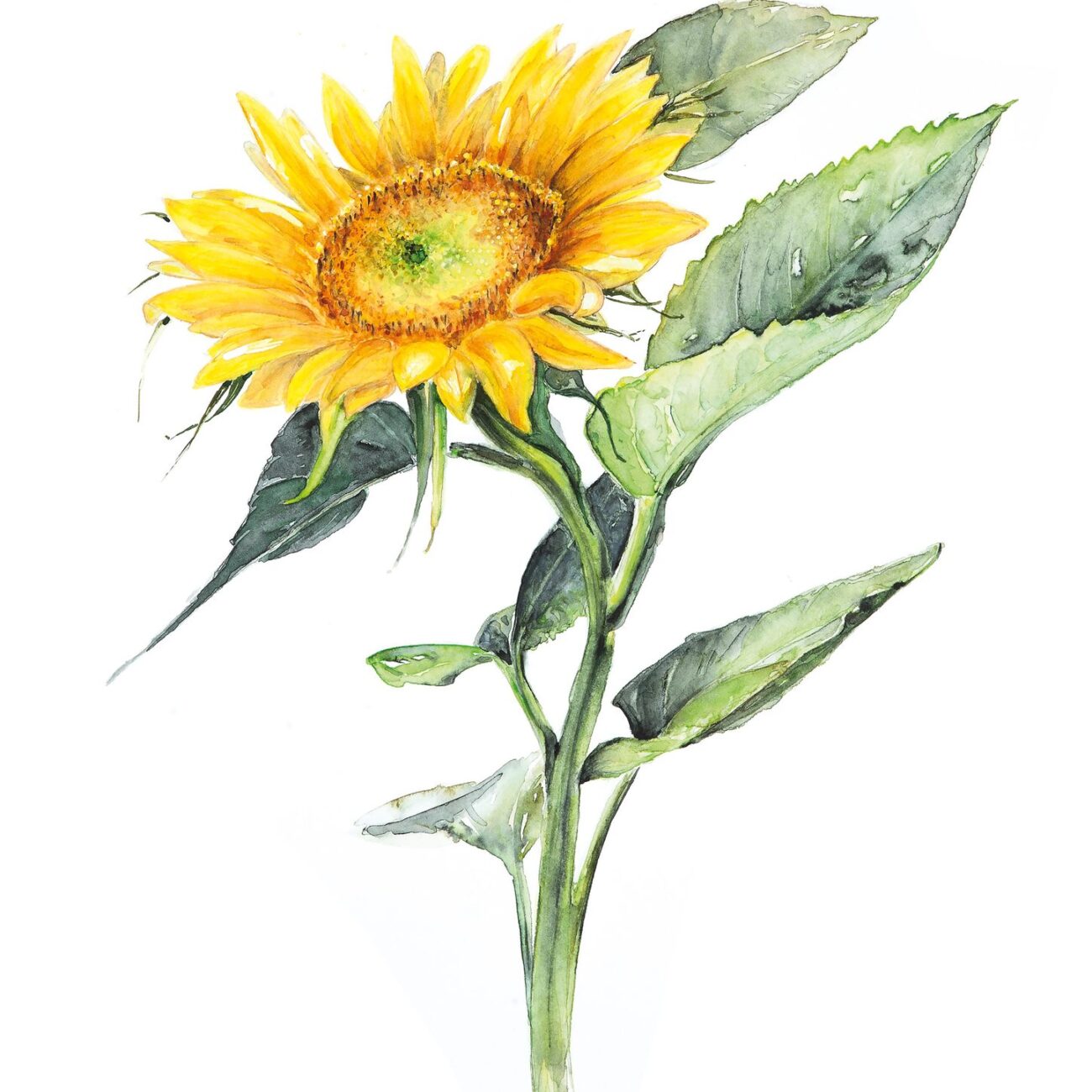 slnecnica akvarel
