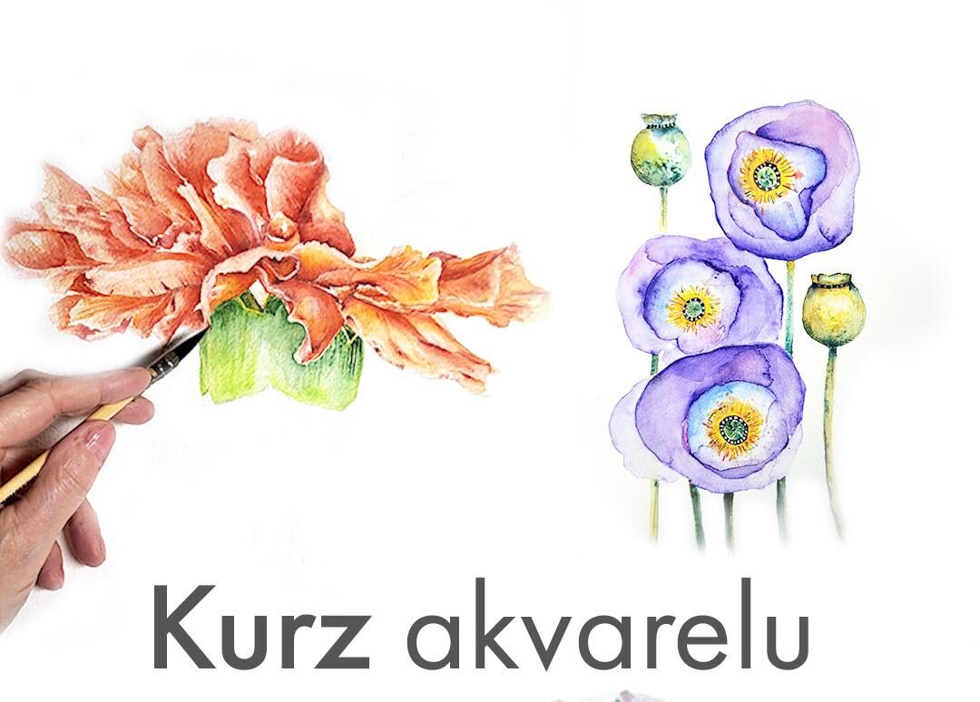 kurz akvarelu